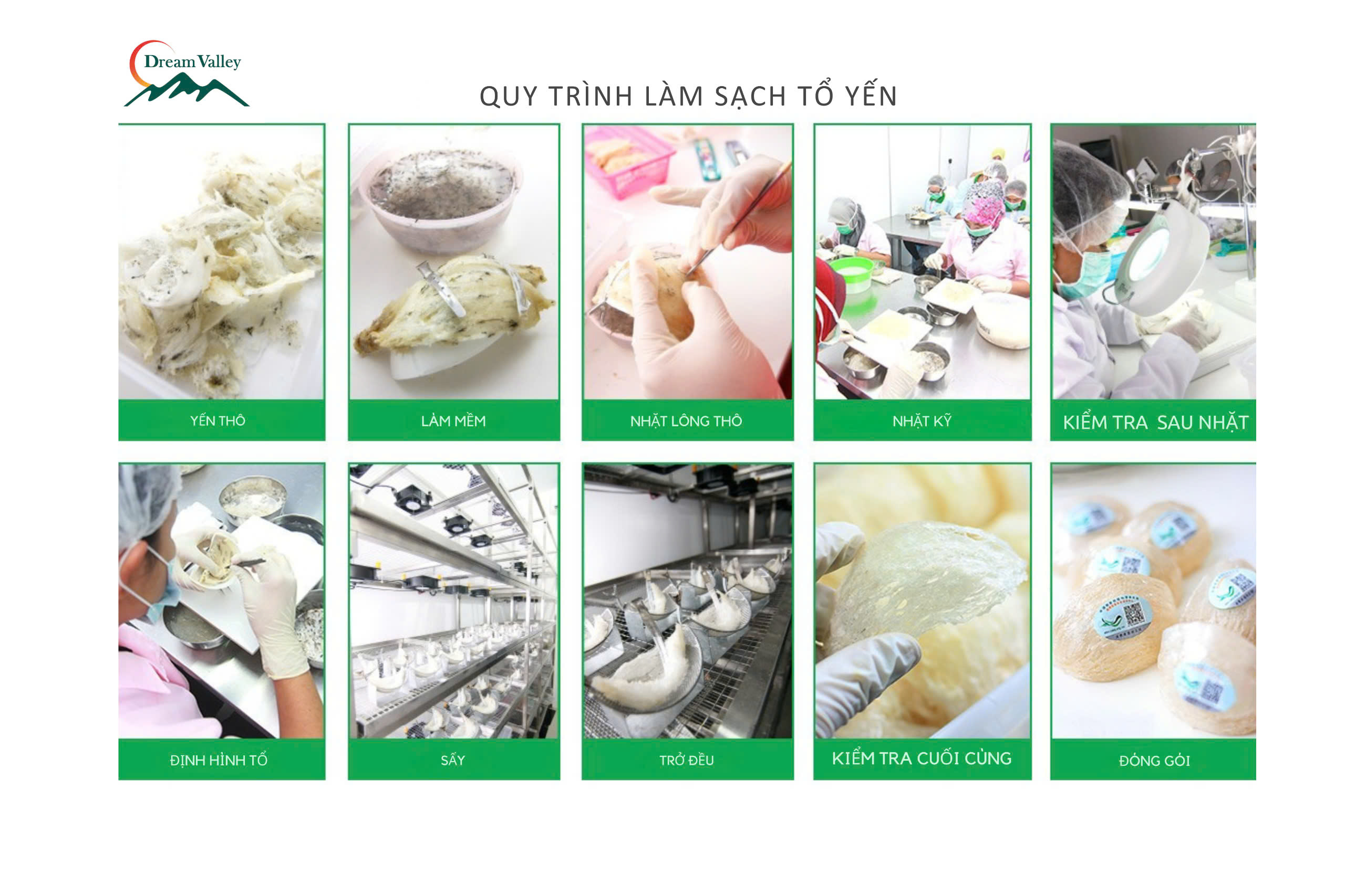 Quy trình làm sạch tổ yến Dream Valley